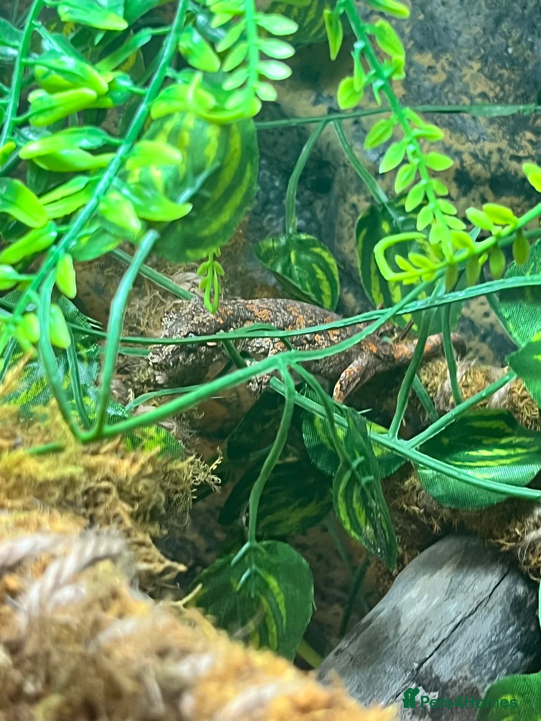 Gecko reptiles for sale: Red blotch gargoyle gecko  - Advert 4