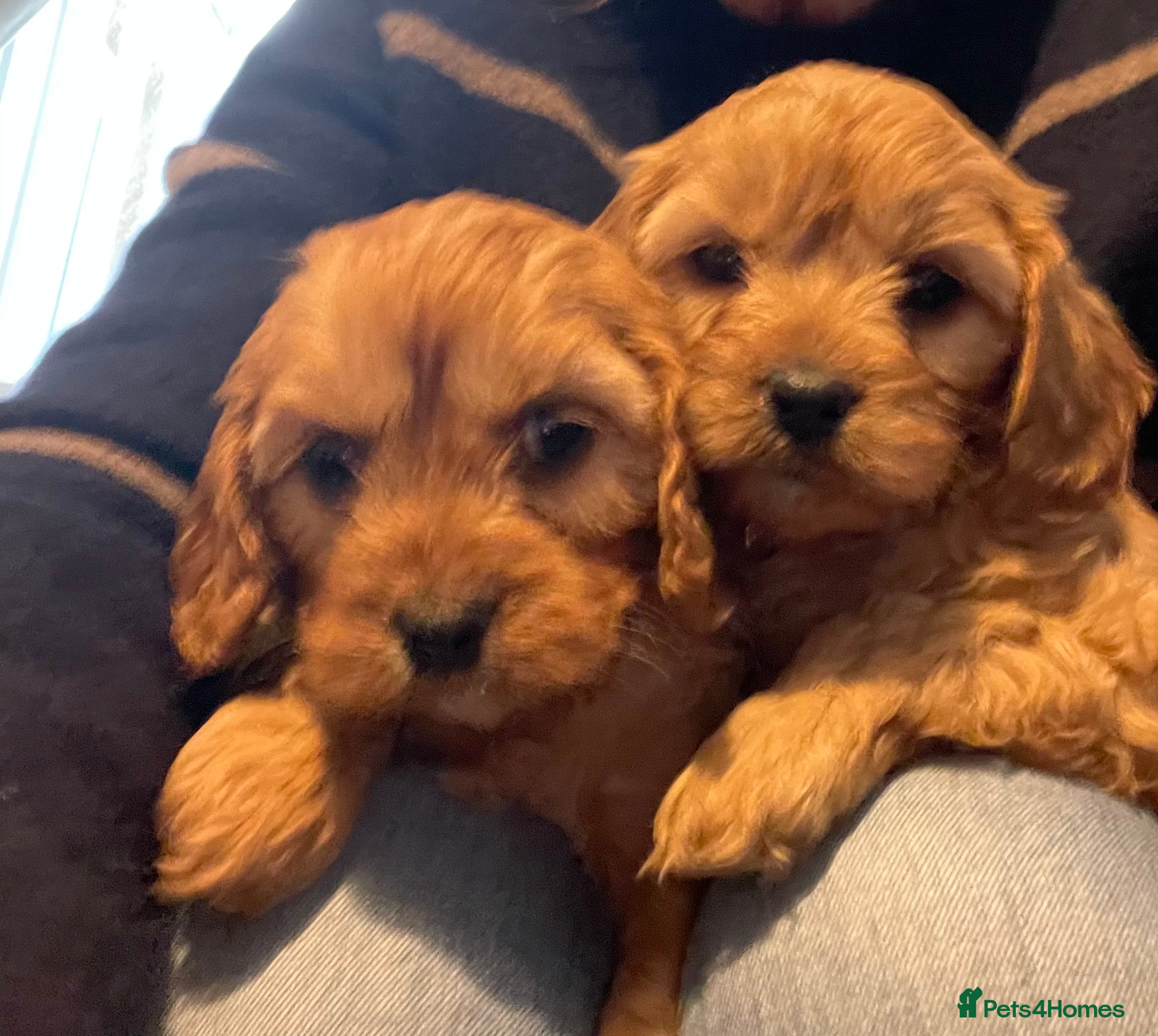 Cavapoo dogs STUNNING HEALTH CLEAR CAVAPOO PUPPIES  - Advert 15