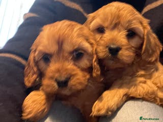 Cavapoo dogs STUNNING HEALTH CLEAR CAVAPOO PUPPIES - Advert 15