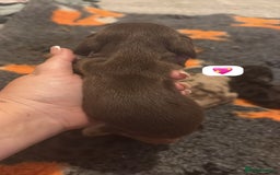 Dachshund dogs for sale: Miniature dachshund puppy’s for sale  - Image 16