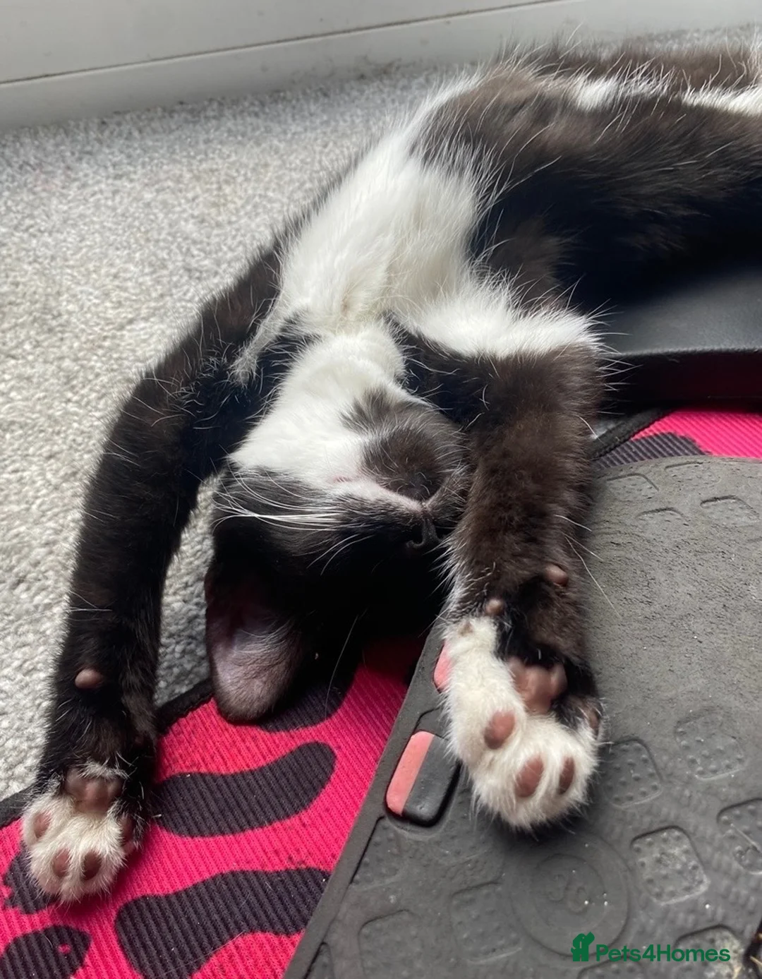Mixed Breed cats for sale: £15 Super fussy 5 month old girl- for forever home - Advert 1