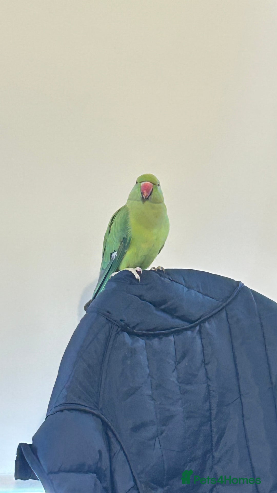 Parrots birds for sale: Indian ring neck - Advert 1