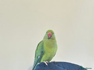 Parrots birds Indian ring neck - Advert 1