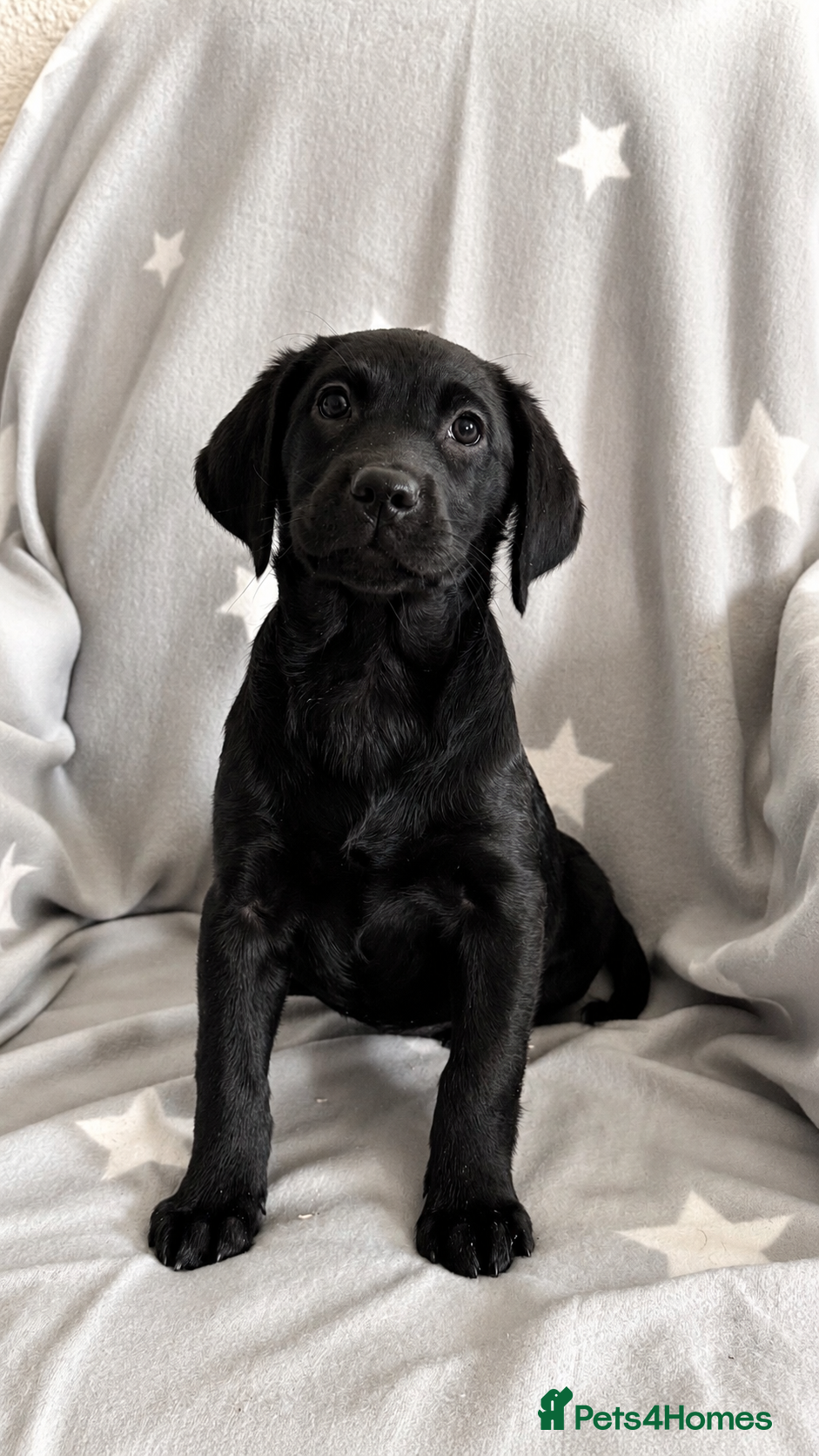 Labrador Retriever dogs Exceptional KC Reg Labrador Puppies For Sale! - Advert 2