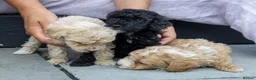 Mini Goldendoodle dogs for sale: Miniature Goldendoodles - Advert 11