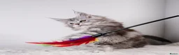 Maine Coon cats for sale: XL Stunning Maine Coon / TICA /Ready - Advert 6