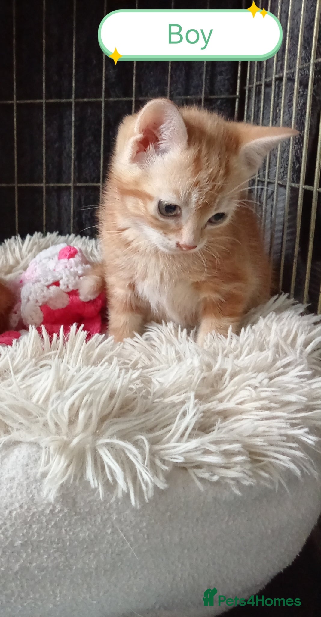 Mixed Breed cats Ginger and different coloured kittens - Advert 2