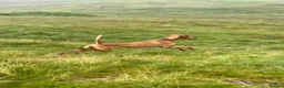 Mixed Breed dogs for sale: Fox Red Vizsaldors in Billingshurst - Advert 7