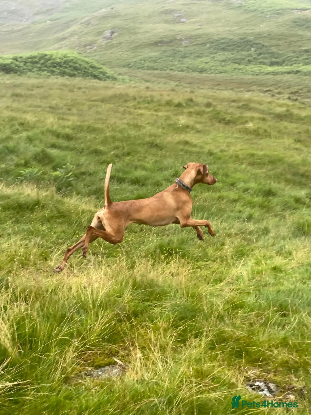 Mixed Breed dogs for sale: Fox Red Vizsaldors in Billingshurst - Advert 7