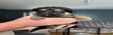 German Shepherd Puppy 7