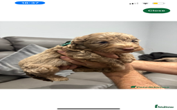 Cockapoo dogs for sale: Adorable 8 week old puppy looking for a good home  - Image 2