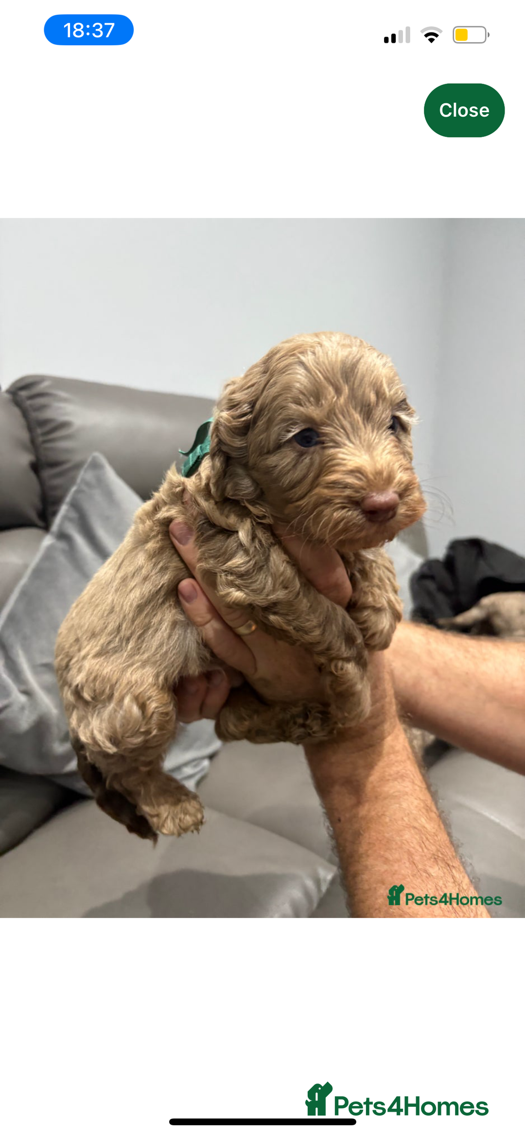 Cockapoo dogs for sale: Adorable 8 week old puppy looking for a good home  - Image 2