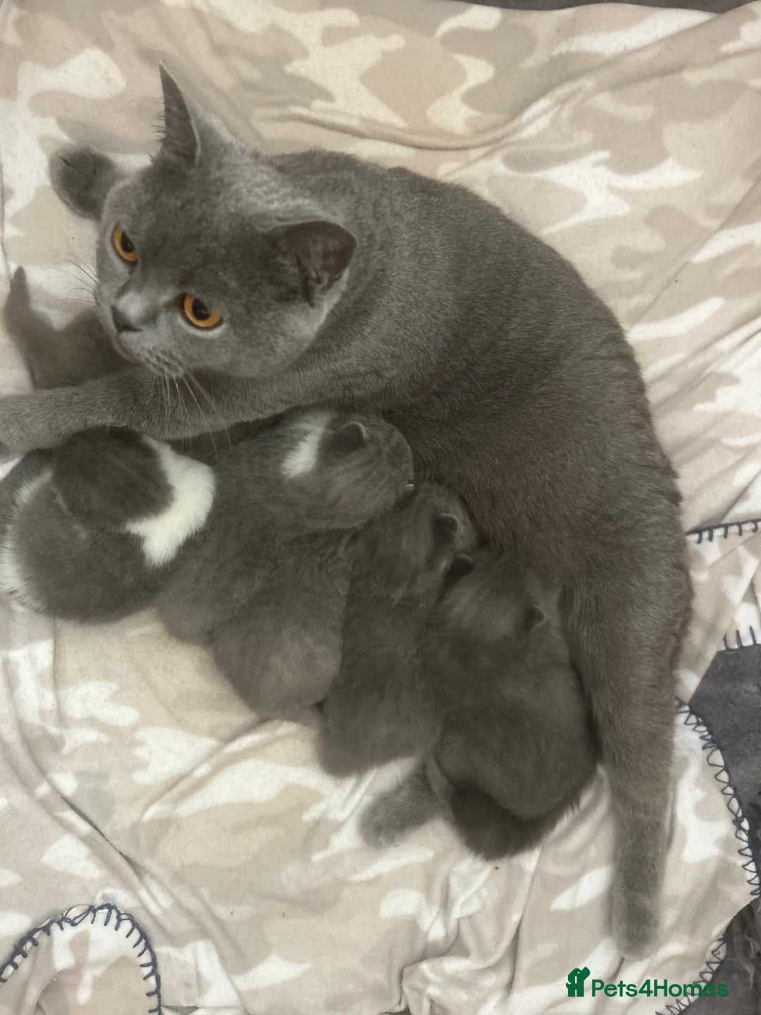 British Shorthair cats for sale: 🧸✨6 Chunky British Shorthair Kittens For Sale✨🧸 - Advert 4