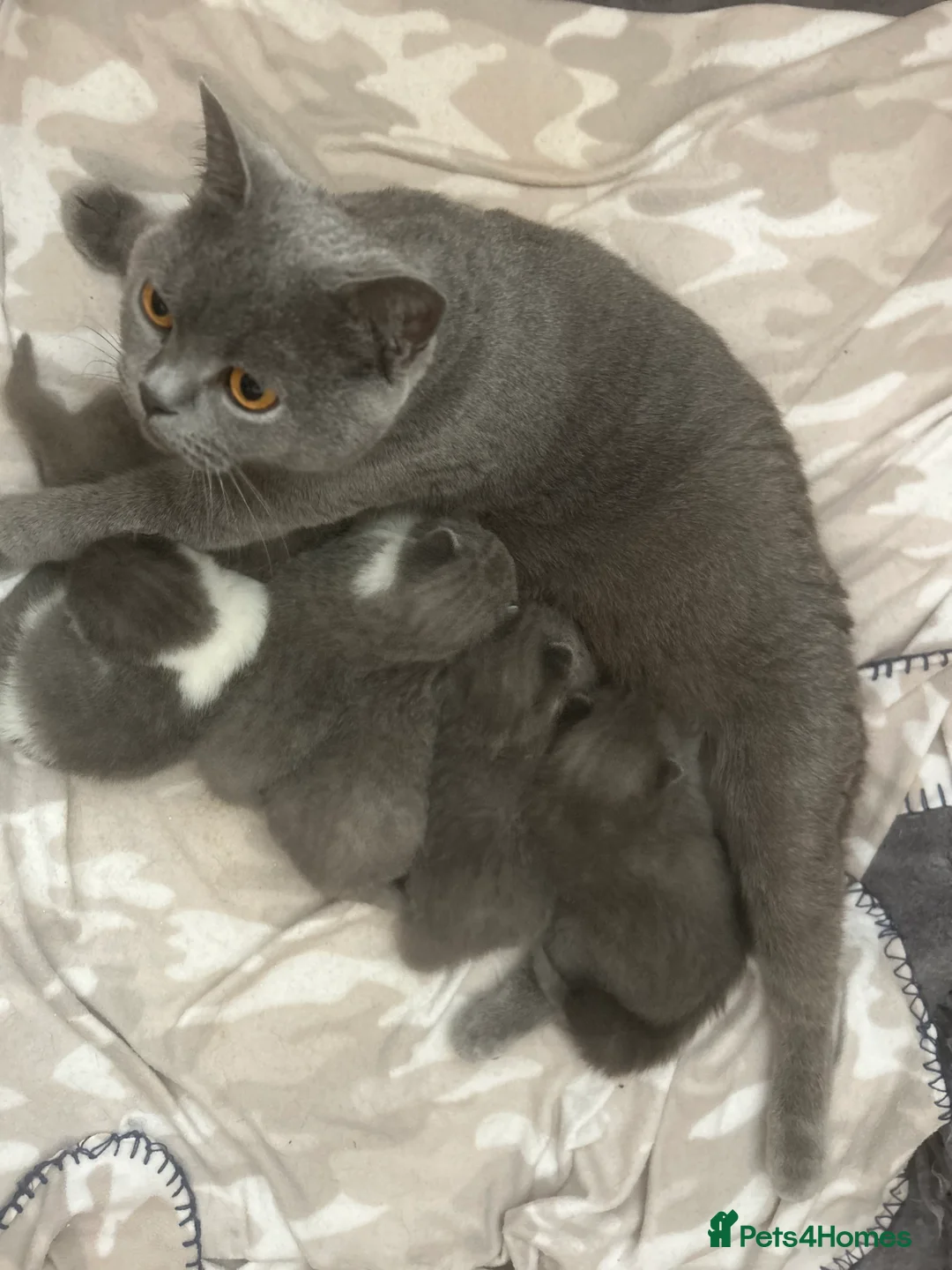 British Shorthair cats for sale: 🧸2 Remaining Chunky British Shorthair Kittens🧸 - Advert 10