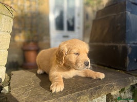 Golden Retriever dogs Four gorgeous boys available - Advert 5