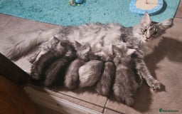 Maine Coon cats for sale: ACTIVE Silver Smoke Girl. 💖💖READY NOW💖💖 - Image 6