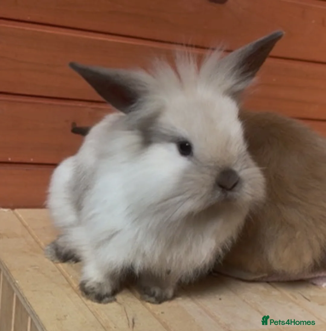 Mini Lion Lop rabbits for sale: Mini lion lops (reserved) - Advert 2
