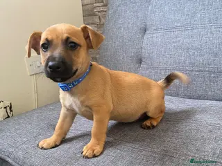 Jack Russell dogs Jack Russell pups - Advert 4