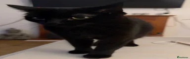 Oreo