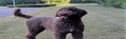 Labradoodle dogs for stud: PROVEN Healthy Labradoodle STUD - Hypoallergenic  - Advert 3