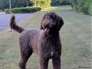Labradoodle dogs PROVEN Healthy Labradoodle STUD - Hypoallergenic - Advert 2