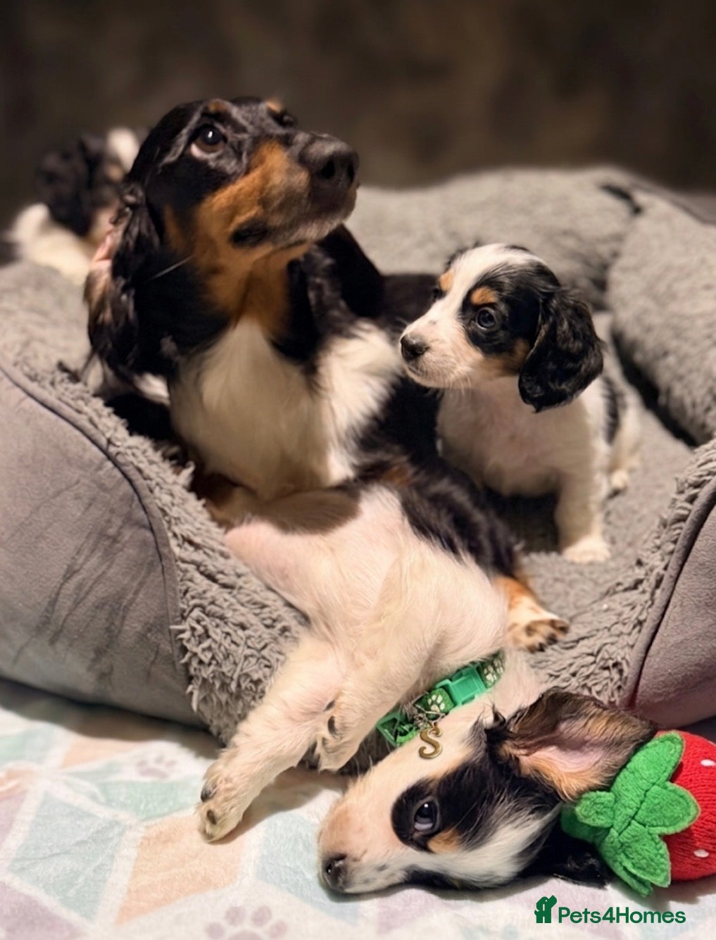 Miniature Dachshund dogs The Piebald Boys are here! 🐾 - Advert 2