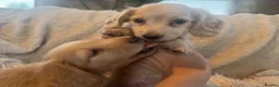 Miniature Dachshund dogs for sale: KC Longhaired Cream Miniature Dachshund Puppies - Advert 34