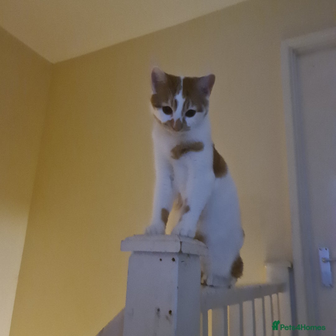 British Shorthair cats for sale: My boy looking for home - Advert 3