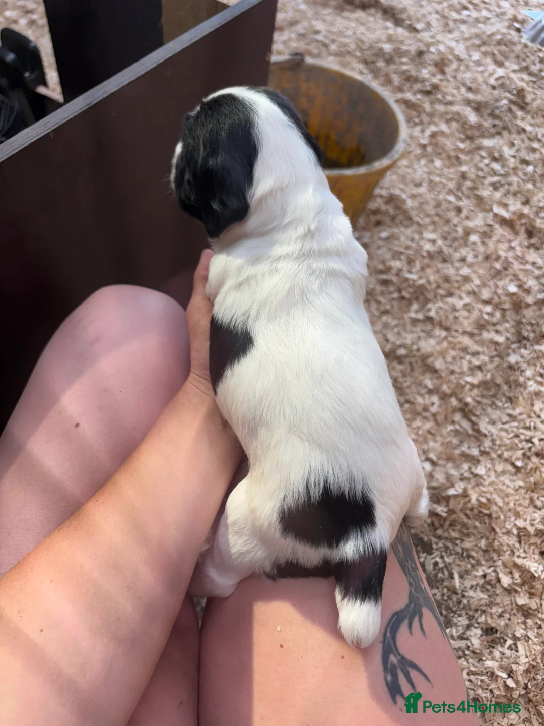 English Springer Spaniel dogs for sale: Three male springer spaniel pups  - Advert 7