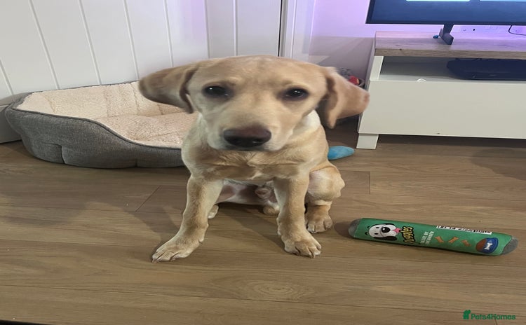 Labrador Retriever dogs - Advert 4