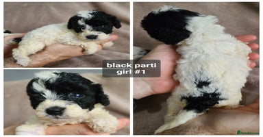 Cockapoo dogs - Advert 3