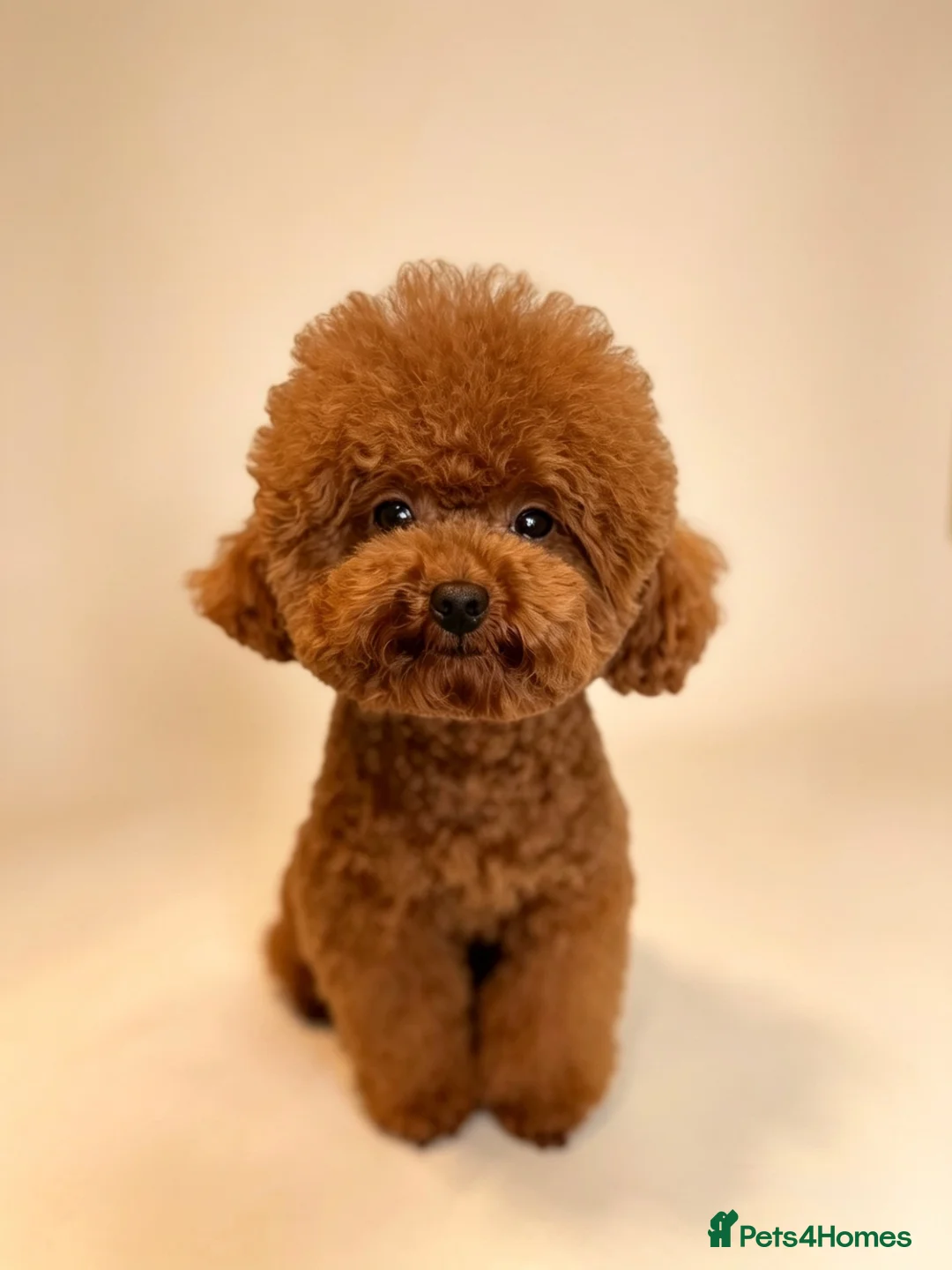 Toy Poodle dogs for stud:  🍒 Tiny Red Asian Poodle for Stud 🍒 - Advert 1