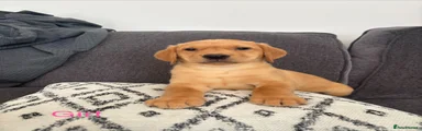 Labrador Retriever 3