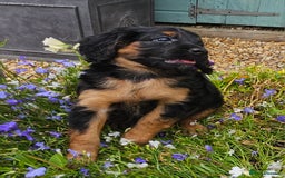 Cockapoo dogs for sale: The best cockapoos - Image 37