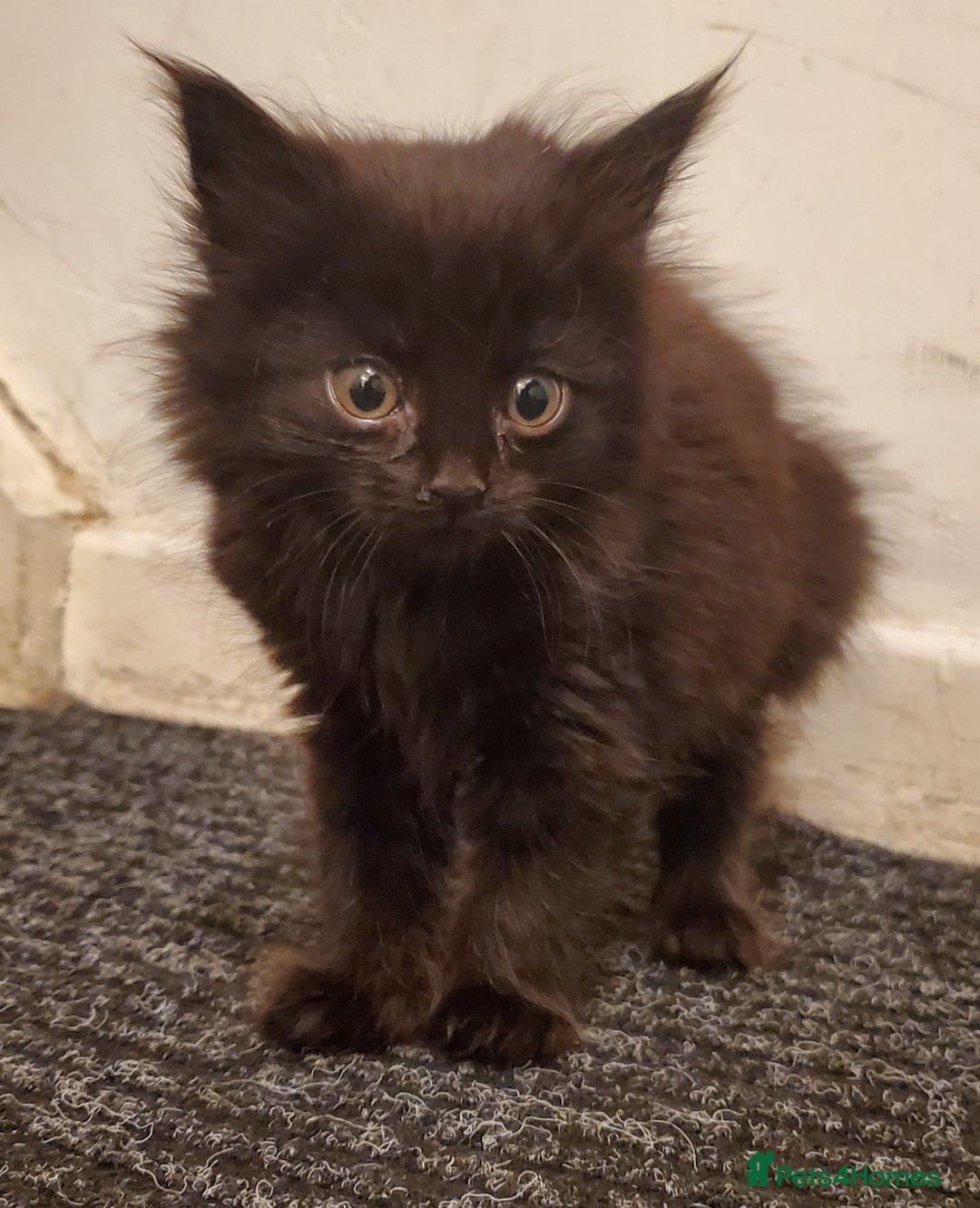 Mixed Breed cats for sale: 4 CUTE KITTENS FOR SALE! - Image 8