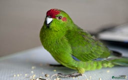 Parakeets birds for sale: Male Green Kakariki for sale - Image 1