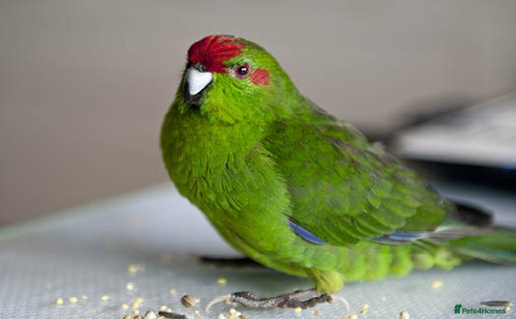 Parakeets birds - Advert 1