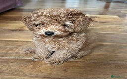 Toy Poodle dogs for sale:  Toy Poodle Puppy Looking for a Loving Home - Image 1