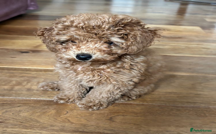 Toy Poodle dogs - Advert 10