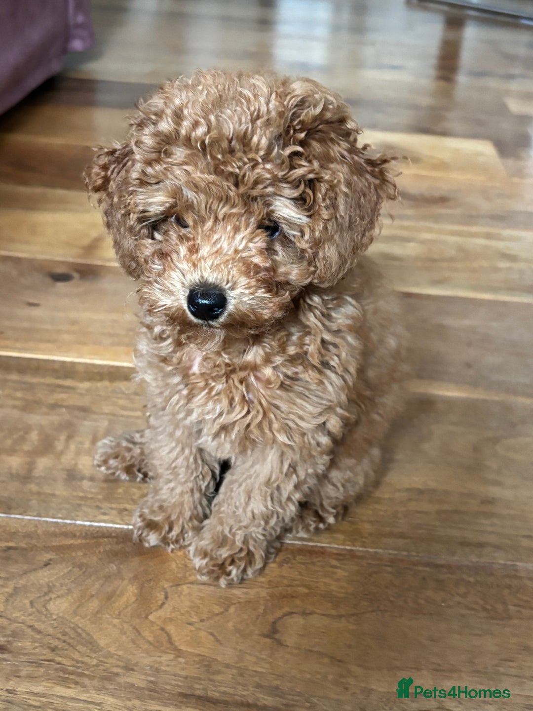 Toy Poodle dogs for sale:  Toy Poodle Puppy Looking for a Loving Home - Image 1