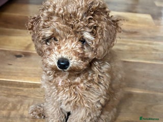 Toy Poodle dogs - Advert 15