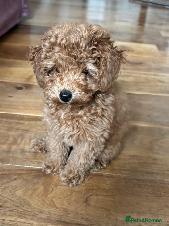 Toy Poodle dogs - Advert 5