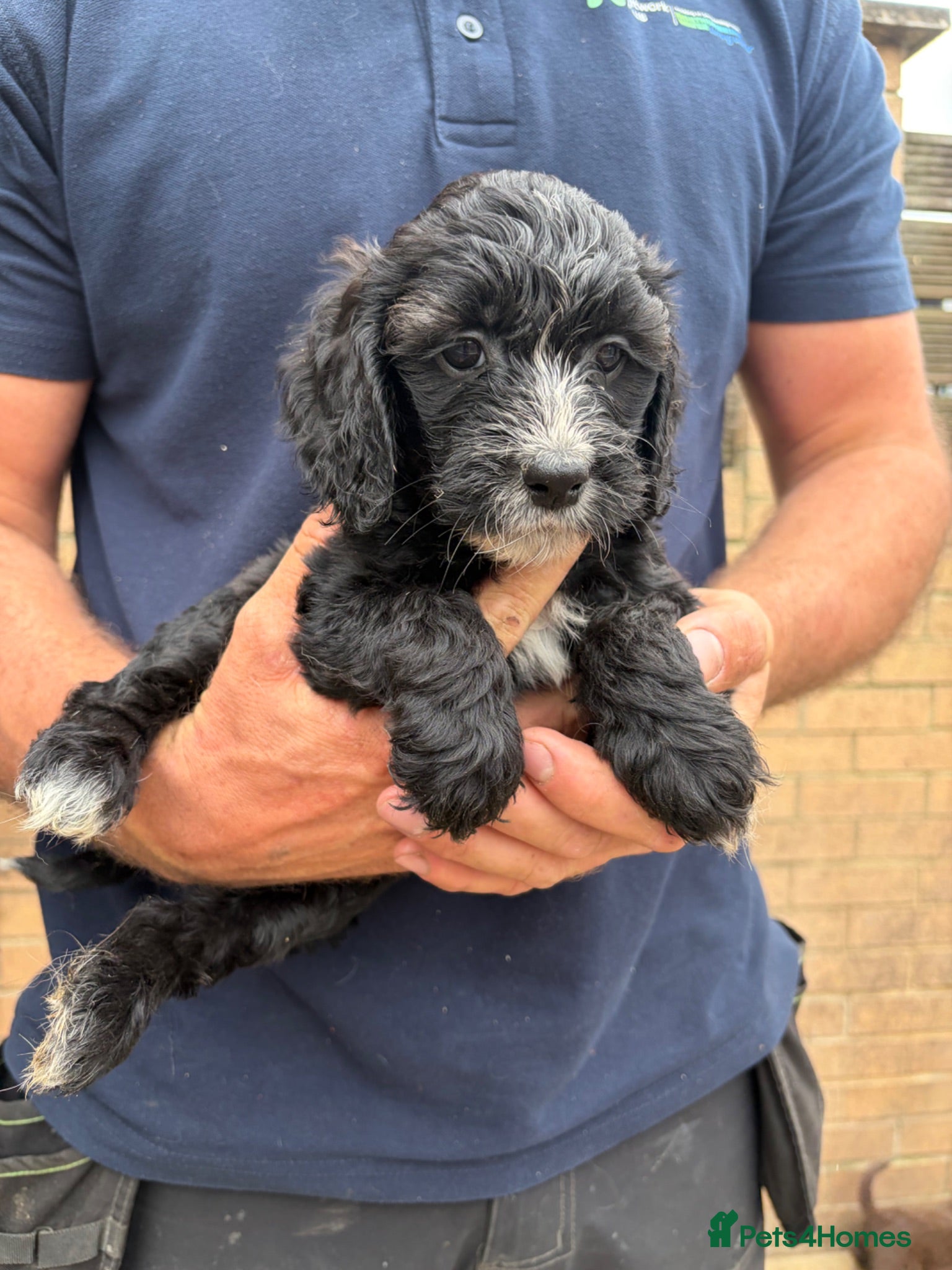 Sproodle dogs Beautiful Sproodles for sale F1 - READY NOW - Advert 4