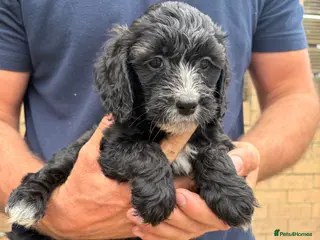Sproodle dogs Beautiful Sproodles for sale F1 - READY NOW - Advert 4