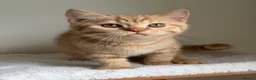 British Shorthair cats for sale: Last boy cute and playful TICA registered  - Advert 9