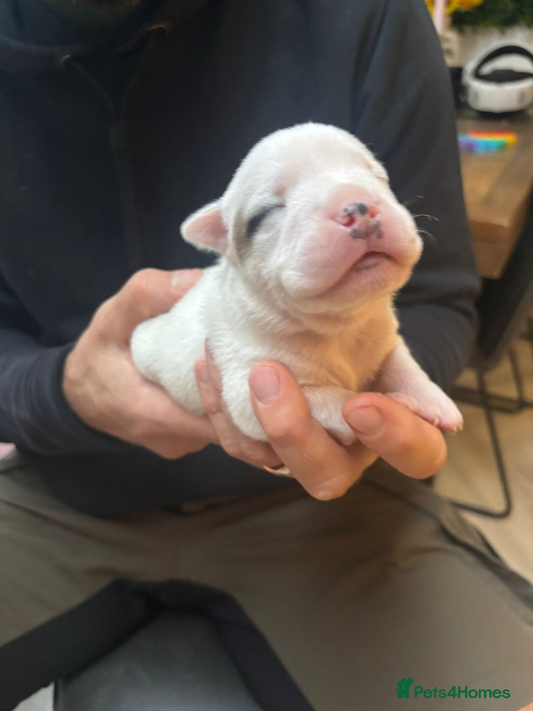 Mixed Breed dogs for sale: English Bulldog Staff Mix (Old Tyme Bulldog) - Image 5