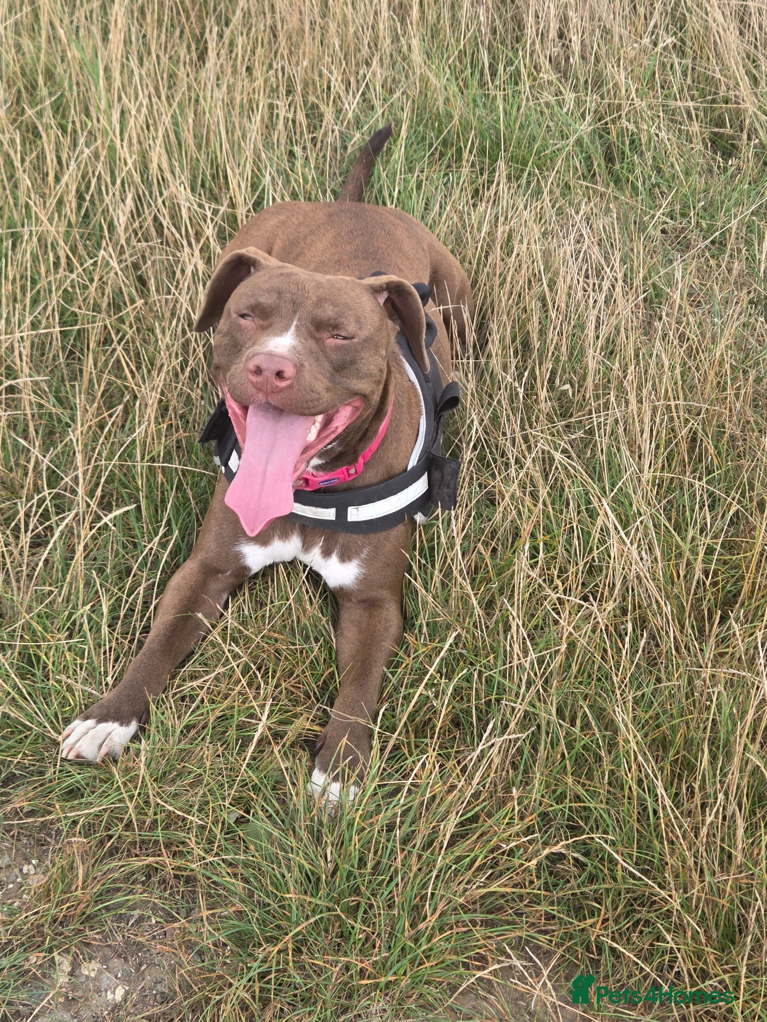 Mixed Breed dogs Staffy cross female  - Advert 17