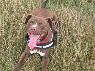 Mixed Breed dogs Staffy cross female - Advert 17