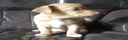 Jack Russell dogs for sale: Jack Russell pups looking for their forever homes - Advert 9