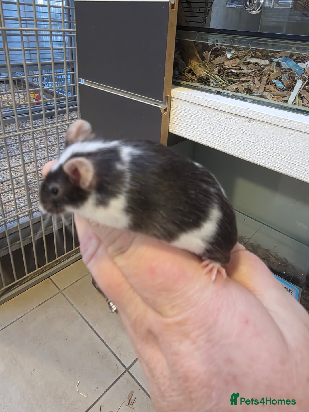 Mouse rodents for sale: Mice, males and females  - Advert 23